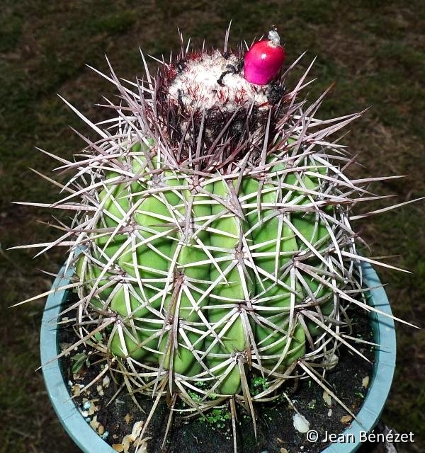 Melocactus curvispinus (Boca del rio) Isla Margarita VZ ®JB coll